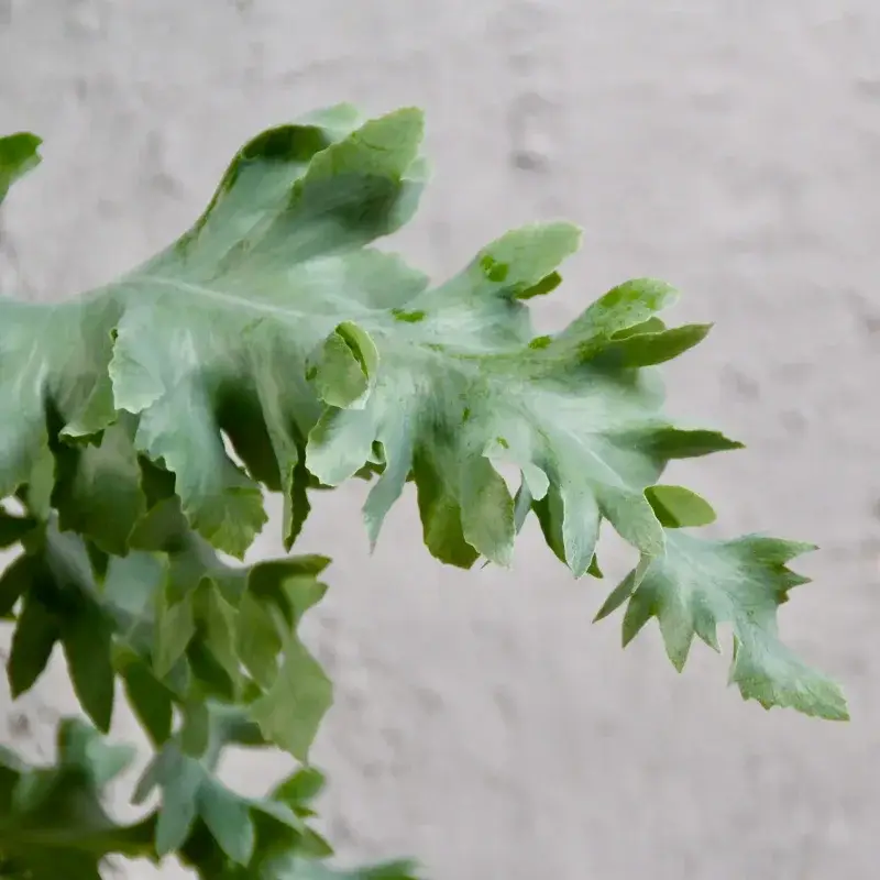 phlebodium-aureum-davana