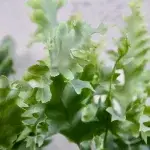 phlebodium-aureum-davana