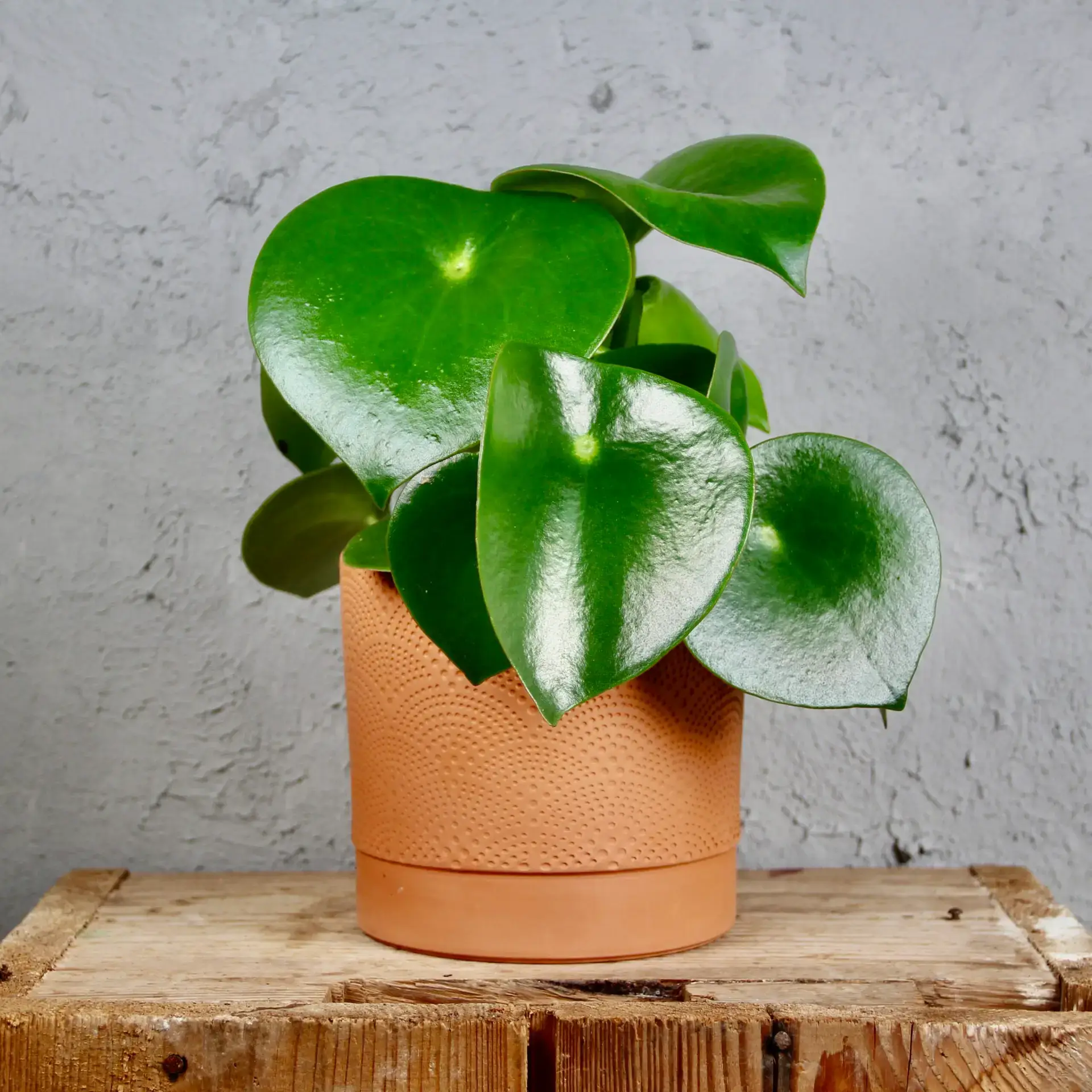 Peperomia Polybotrya Raindrop