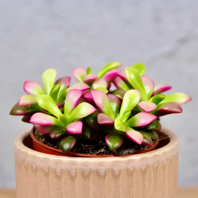 Sedum-anacampseros-rostlinkovo