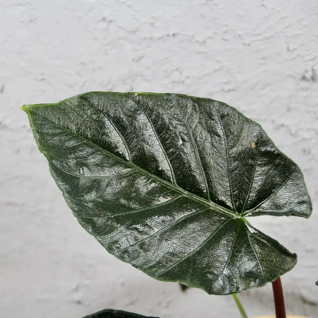 alocasia-antoro-velvet-rostlinkovo