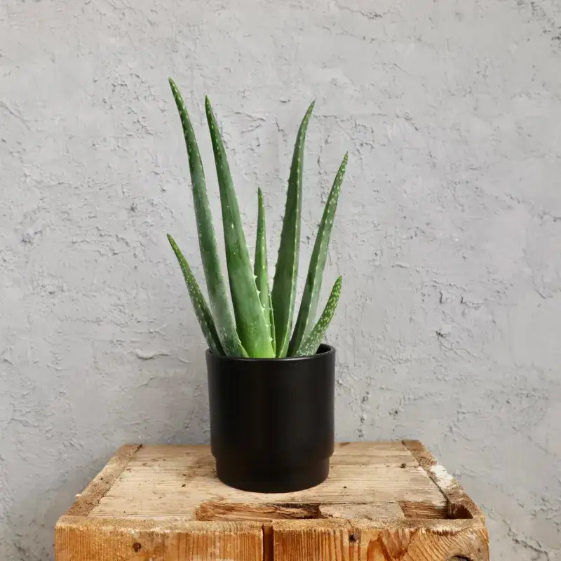 aloe-vera-rostlinkovo