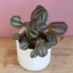 pilea-norfolk-rostlinkovo