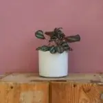pilea-norfolk-rostlinkovo