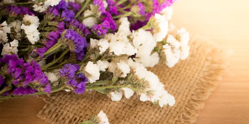 Limonka-zprohýbaná-rostlinkovo