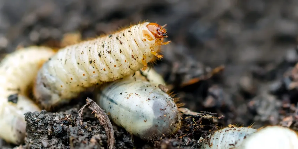zlatohlavek-skudci-rostlinkovo