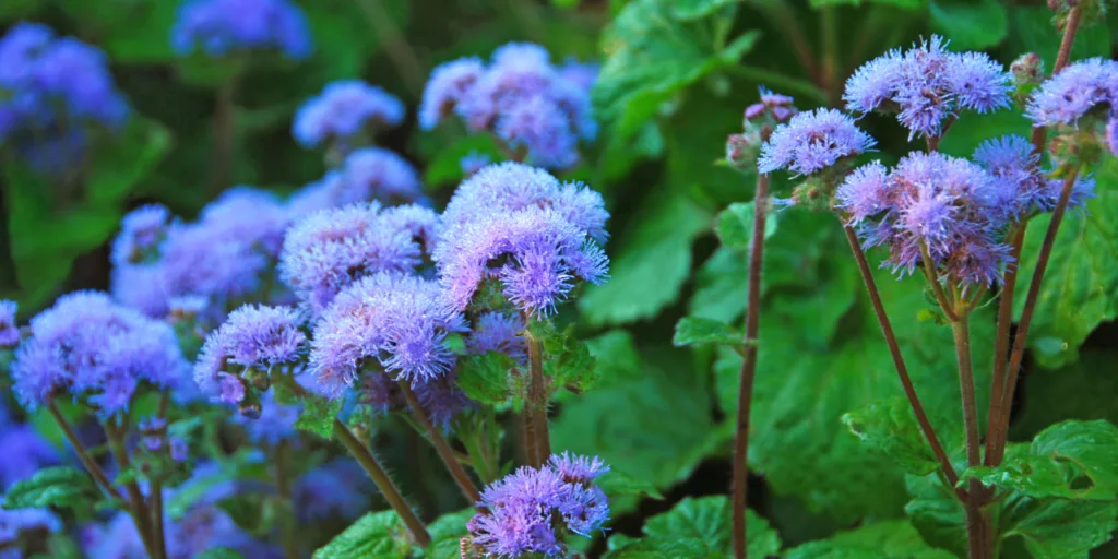 agerát-mexický-rostlinkovo