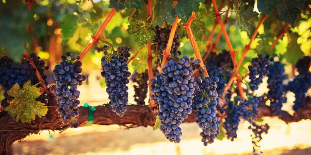 Réva-vinná-pěstování-rostlinkovo