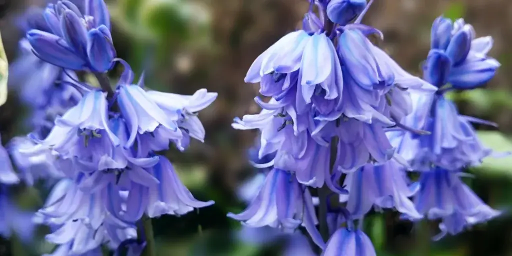 Hyacinty-pestovani-rostlinkovo