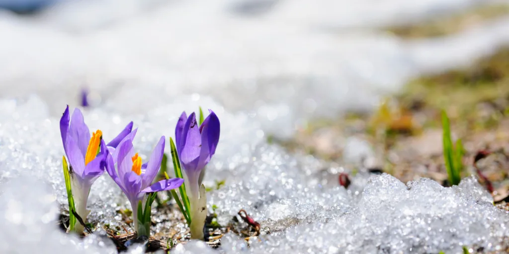 krokusy-pestovani-rostlinkovo