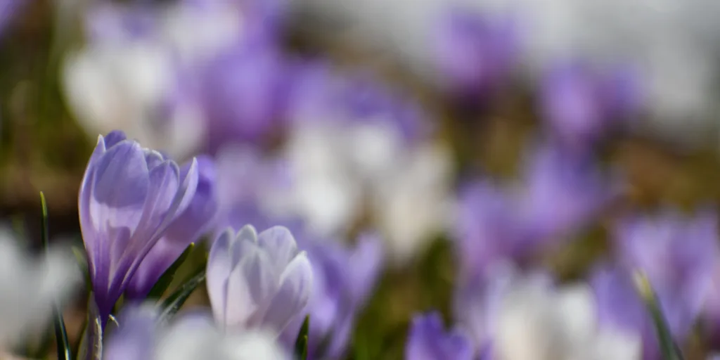 krokusy-pestovani-rostlinkovo