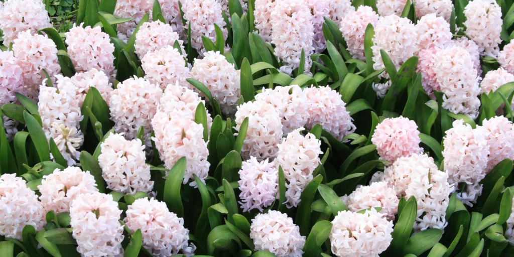 Hyacinty-pestovani-rostlinkovo