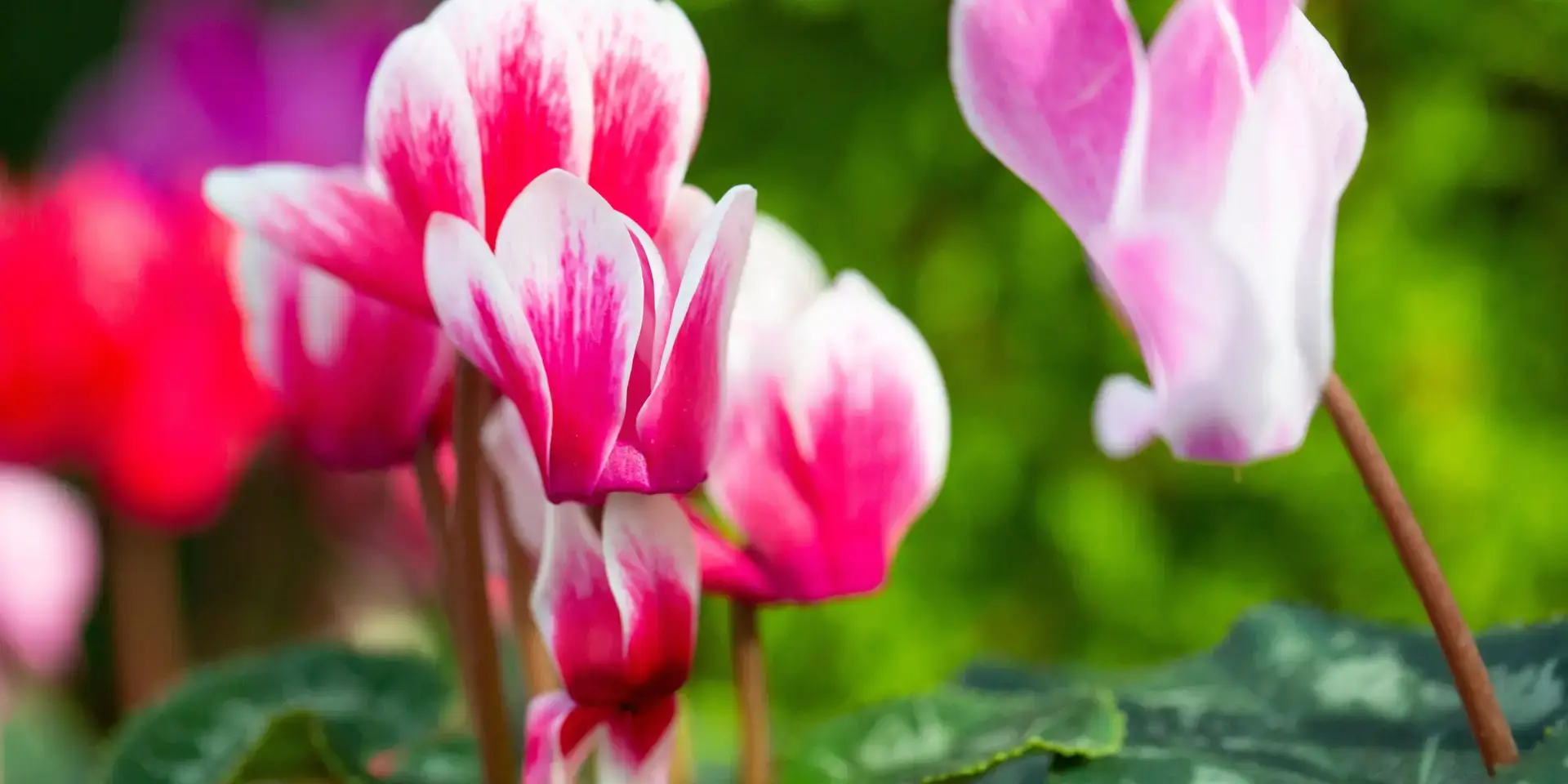 Cyklámen-pěstitelský-návod-rostlinkovo