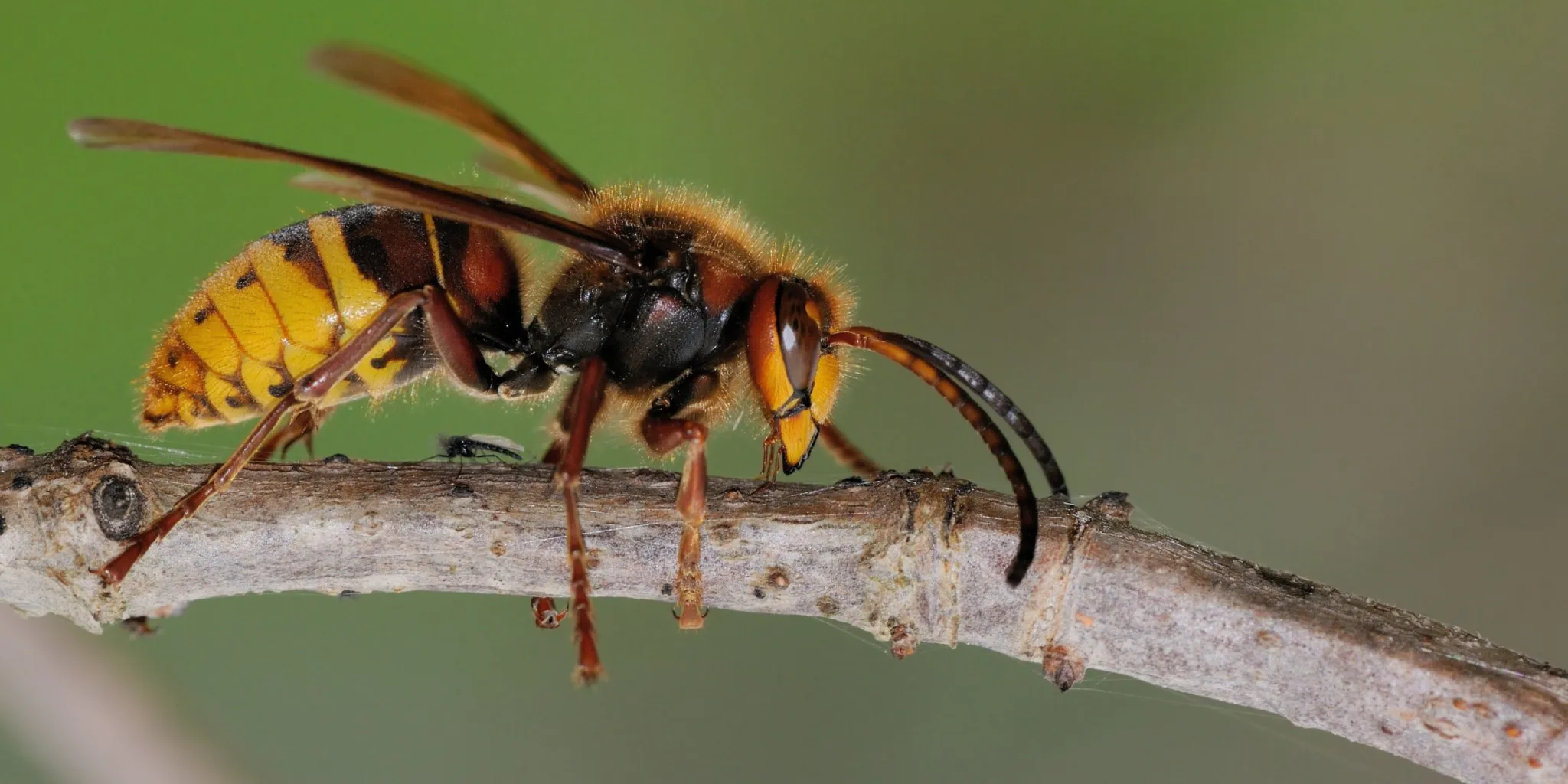 Sršeň-asijská-škůdci-rostlinkovo