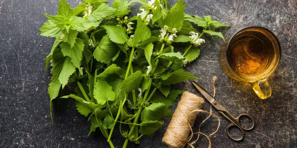 Kopřiva-rostlinkovo