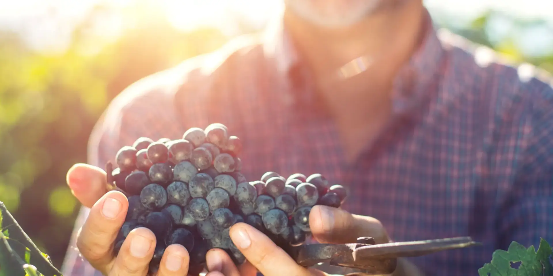 Réva-vinná-pěstování-rostlinkovo