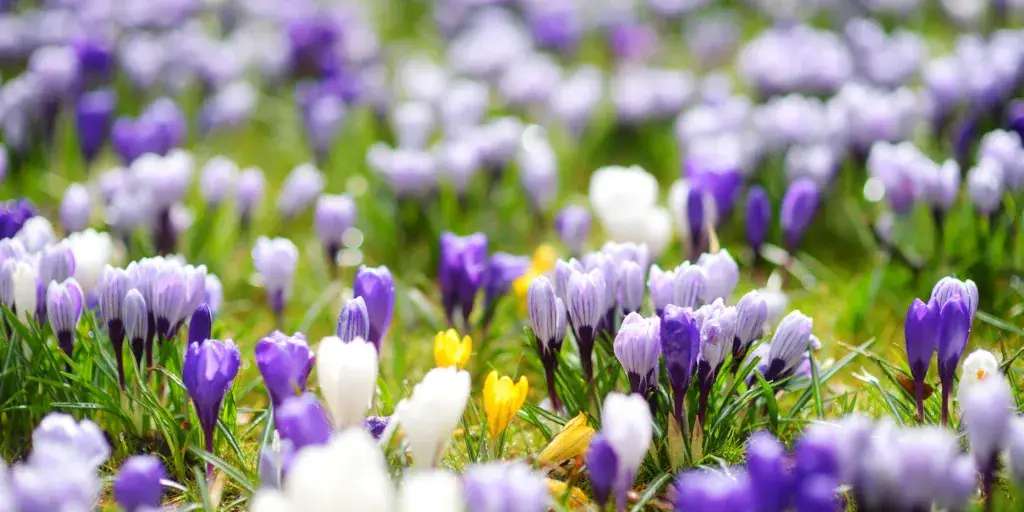krokusy-pestovani-rostlinkovo