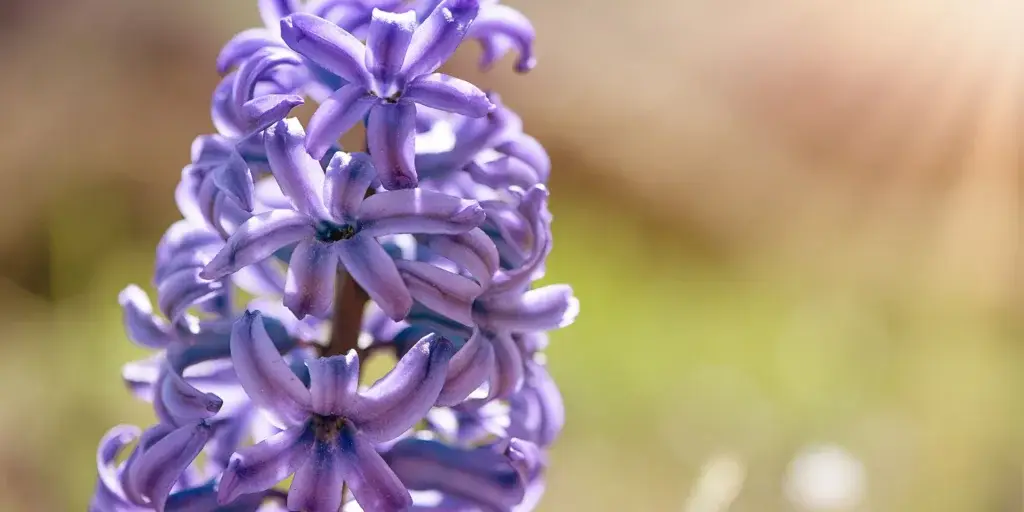 Hyacinty-pestovani-rostlinkovo