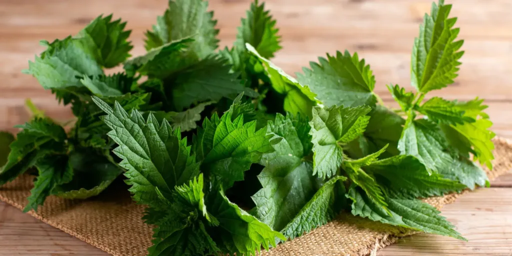 Kopřiva-rostlinkovo