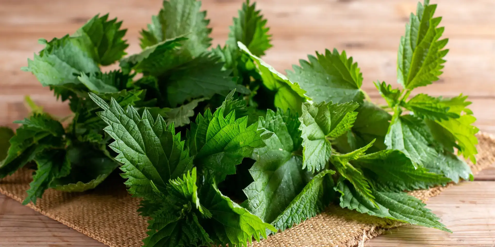 Kopřiva-rostlinkovo