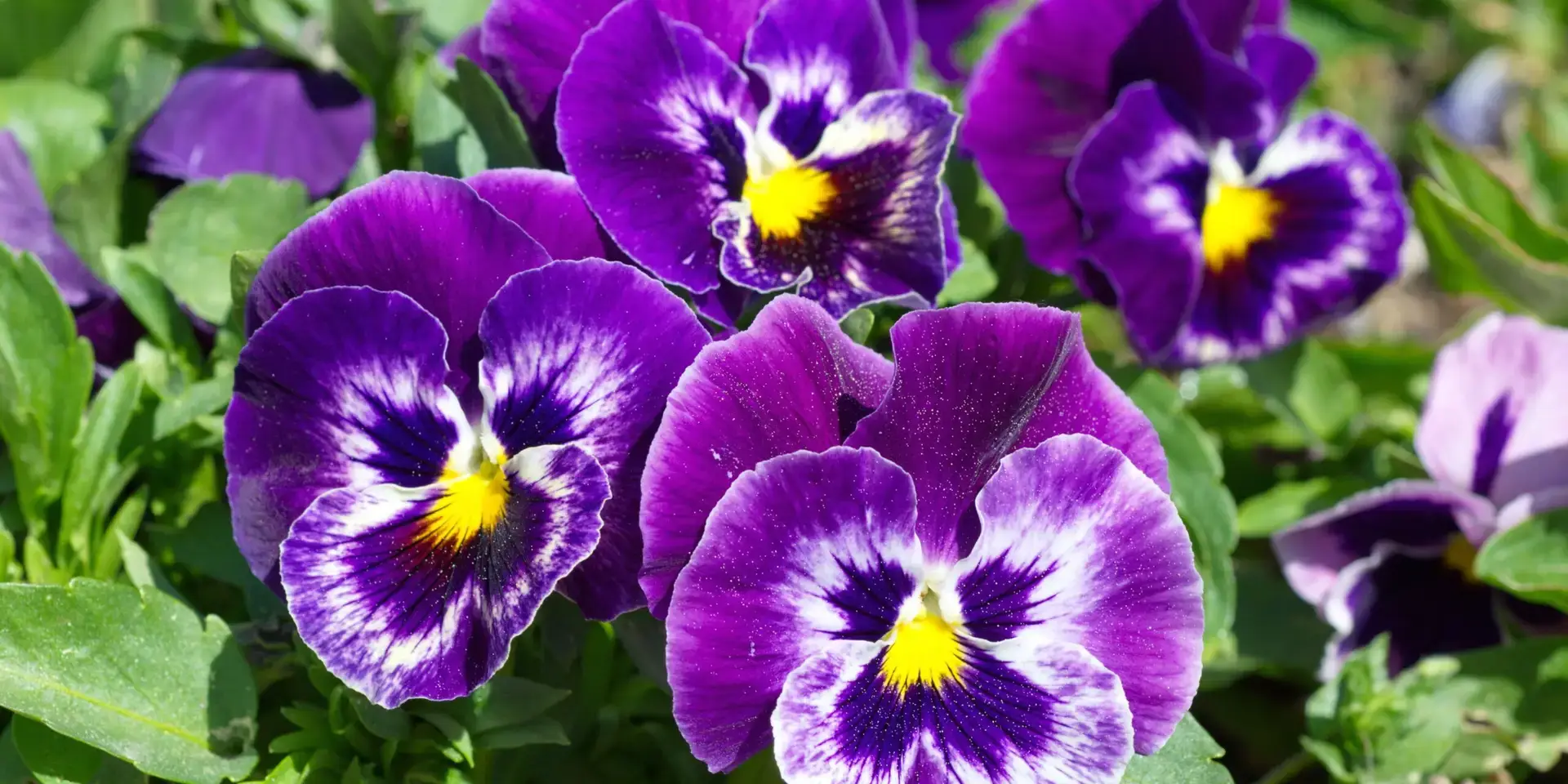 Macešky-sivá-mrazuvzdorné-rostliny-rostlinkovo