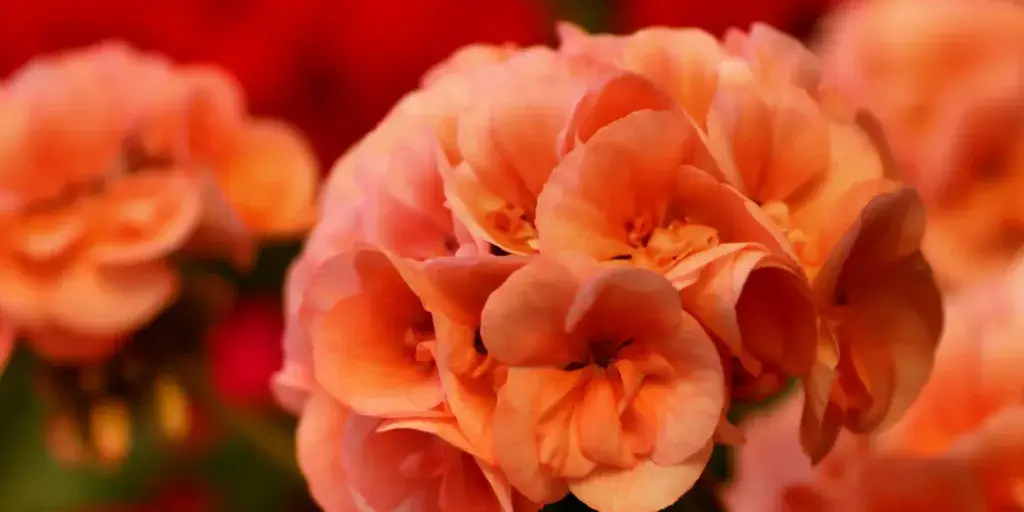 muskaty-pestovani-rostlinkovo