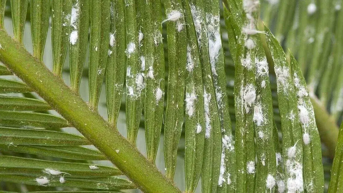 Vlnatka-škůdci-rostlinkovo