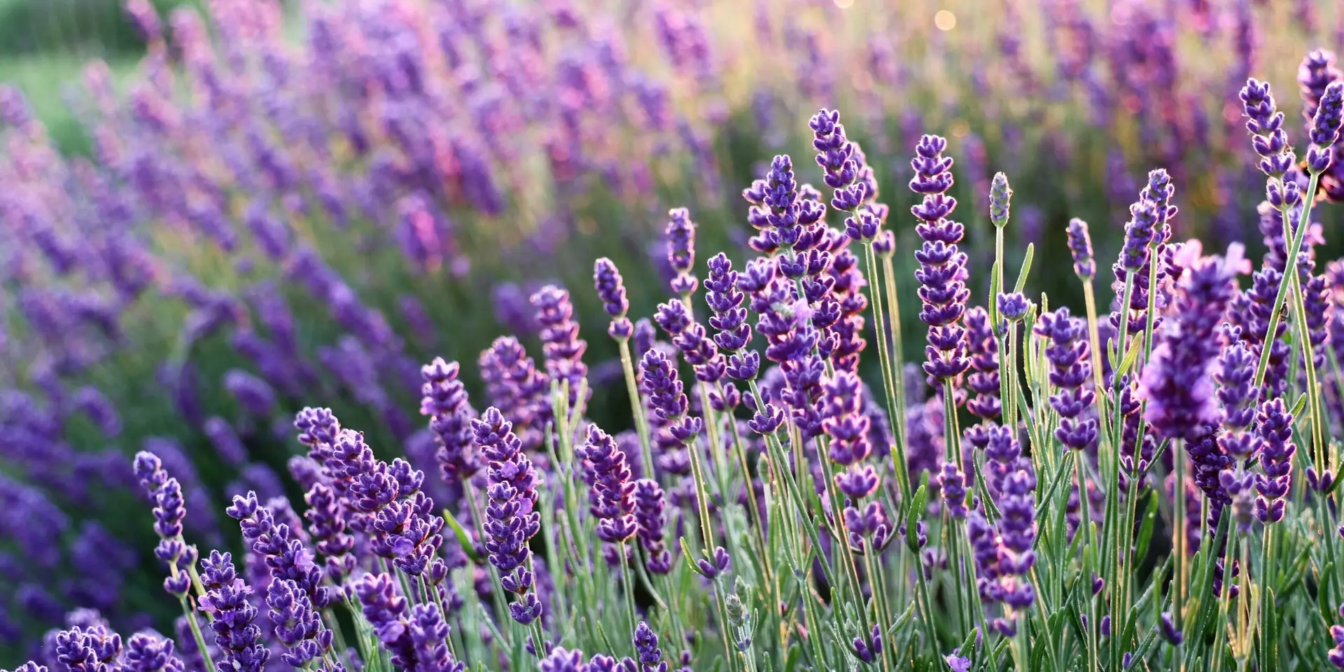 levandule-rostlinkovo