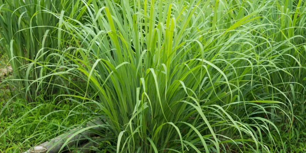 citronela-citronova-trava-rostlinkovo