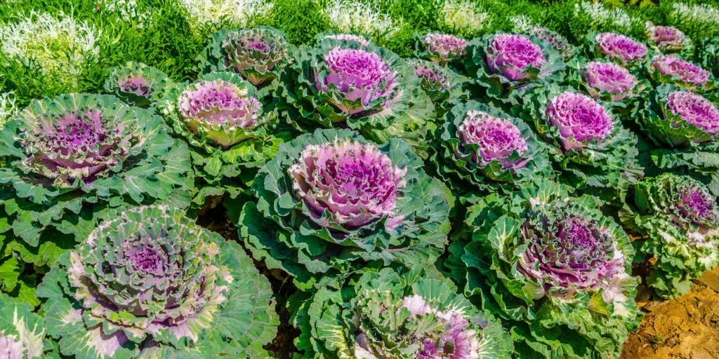 Okrasná-kapusta-Brassica-oleracea-acephala-rostlinkovo