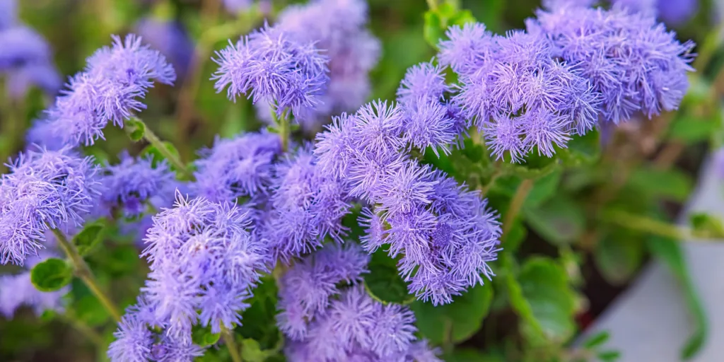 agerát-mexický-rostlinkovo