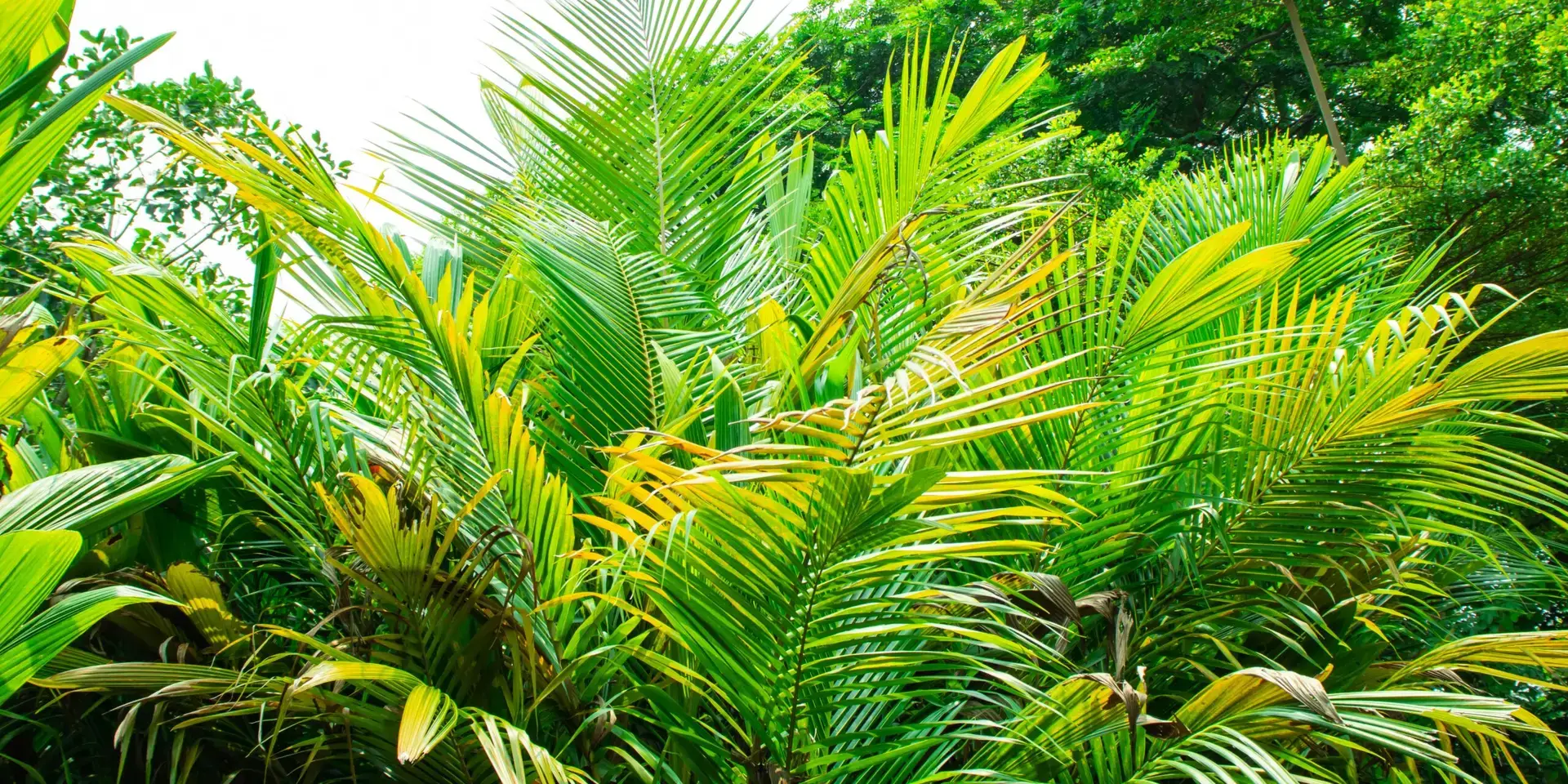 Dypsis-lutescens-pokojove-rostliny-rostlinkovo