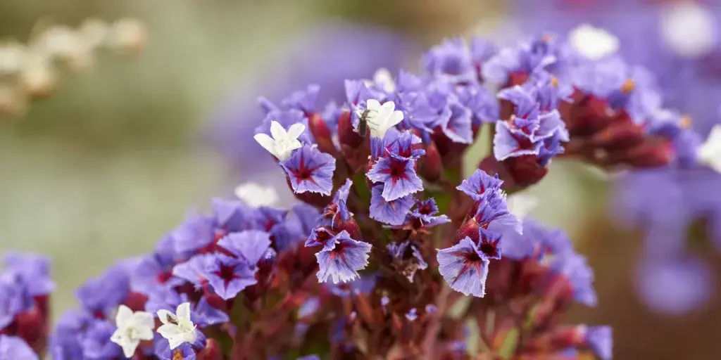 Limonka-zprohýbaná-rostlinkovo