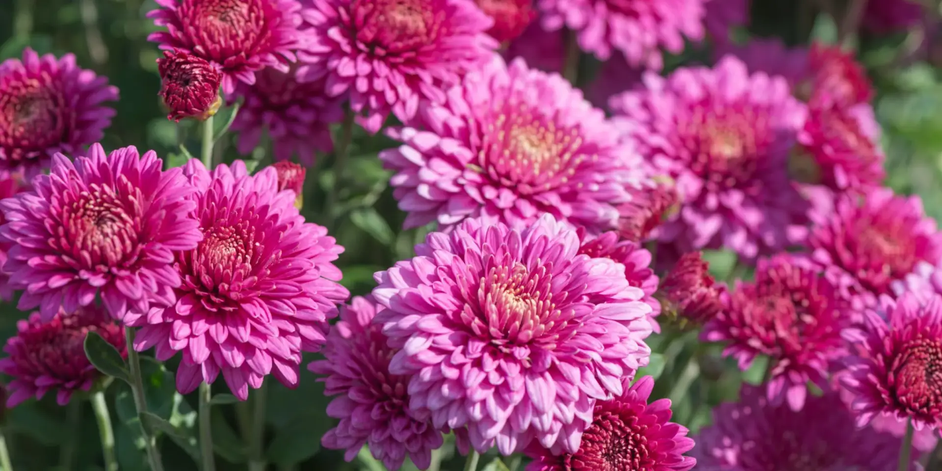 Chryzantéma-rostlinkovo