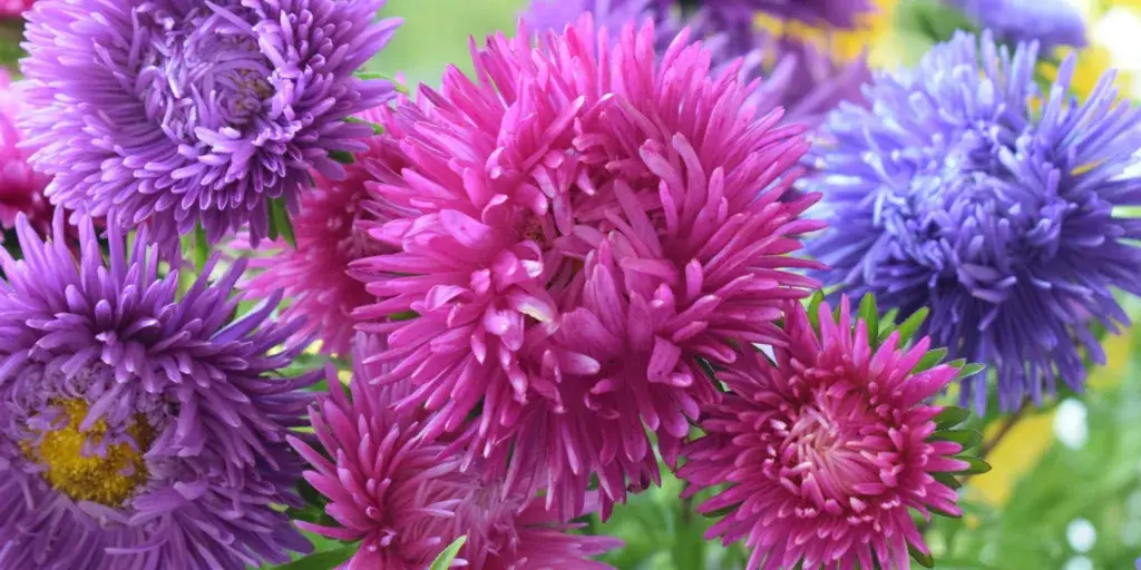 Astra-čínská-rostlinkovo