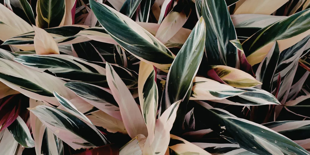 calathea-kalatea-pestovani-rostlinkovo