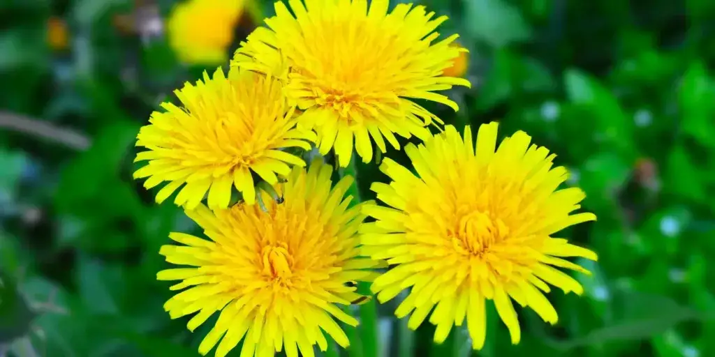 pampeliska-lekarska-taraxacum-officinale-rostlinkovo