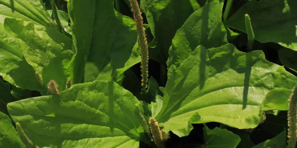 jitrocel-lecive-rostliny-rostlinkovo