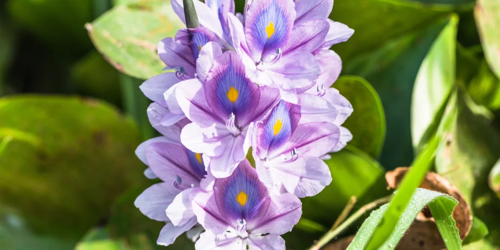 Hyacinty-pestovani-rostlinkovo