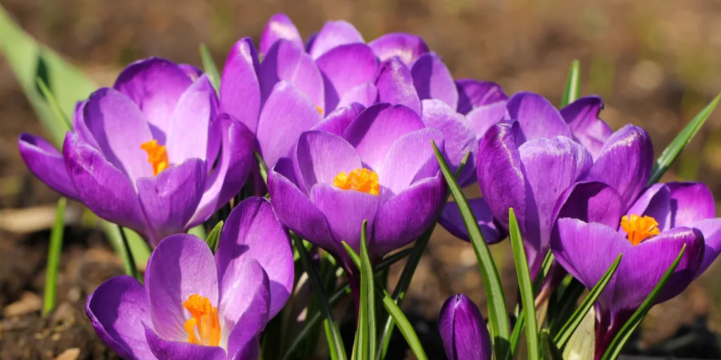 krokusy-pestovani-rostlinkovo