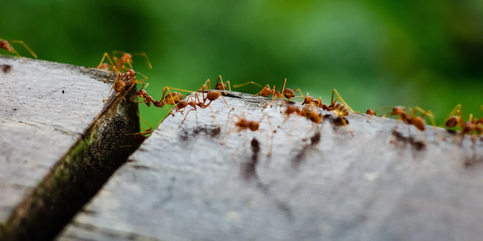 mravenci-skudce-rostlinkovo