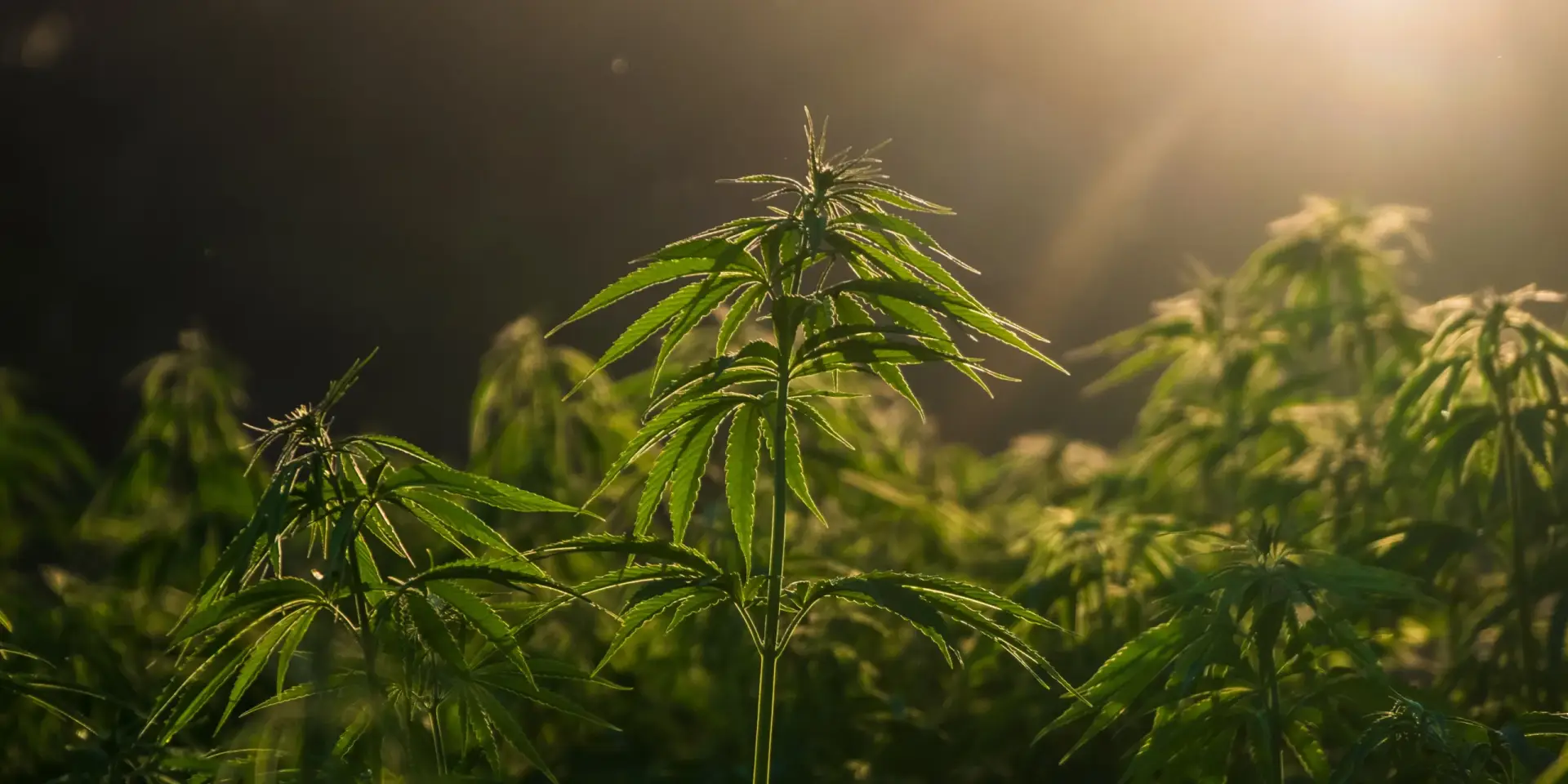 konopi-cannabis-rostlinkovo