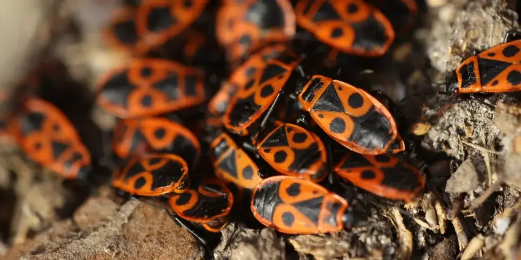 Ruměnice-pospolná-tramvajka-rostlinkovo