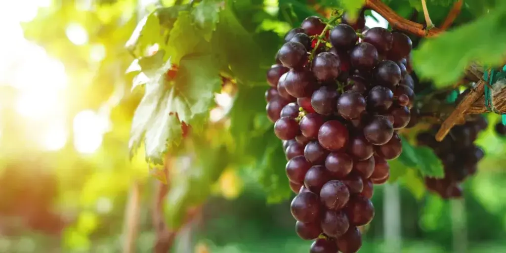 Réva-vinná-pěstování-rostlinkovo