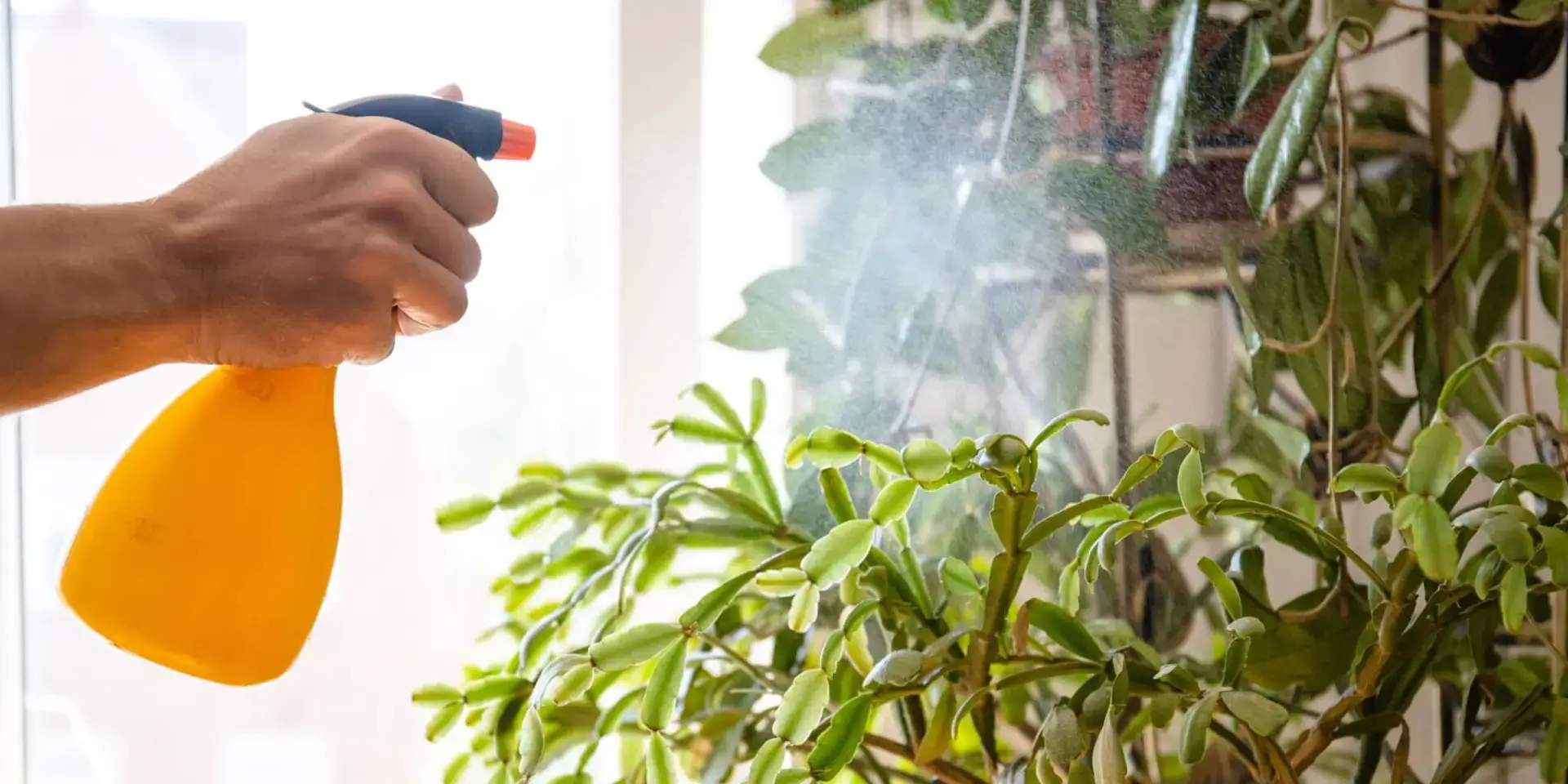 Předjarní-postřik-správný-postup-rostlinkovo