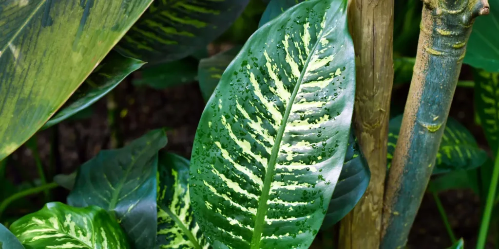 dieffenbachia-jedovate-rostliny-rostlinkovo
