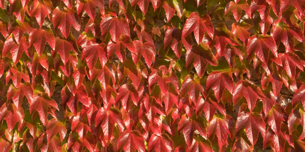 divoké-víno-přísavník-pětilistý-pěstování-rostlinkovo