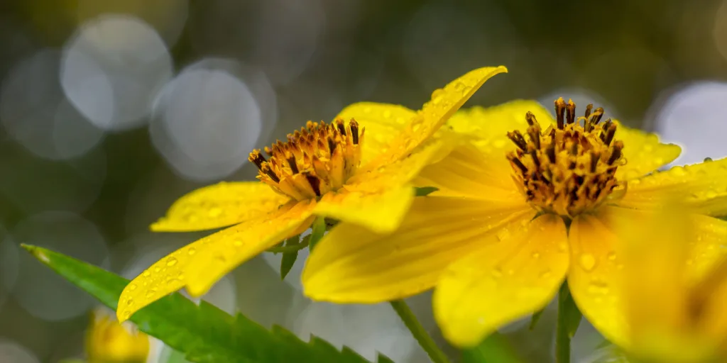 Dvouzubec-rostlinkovo