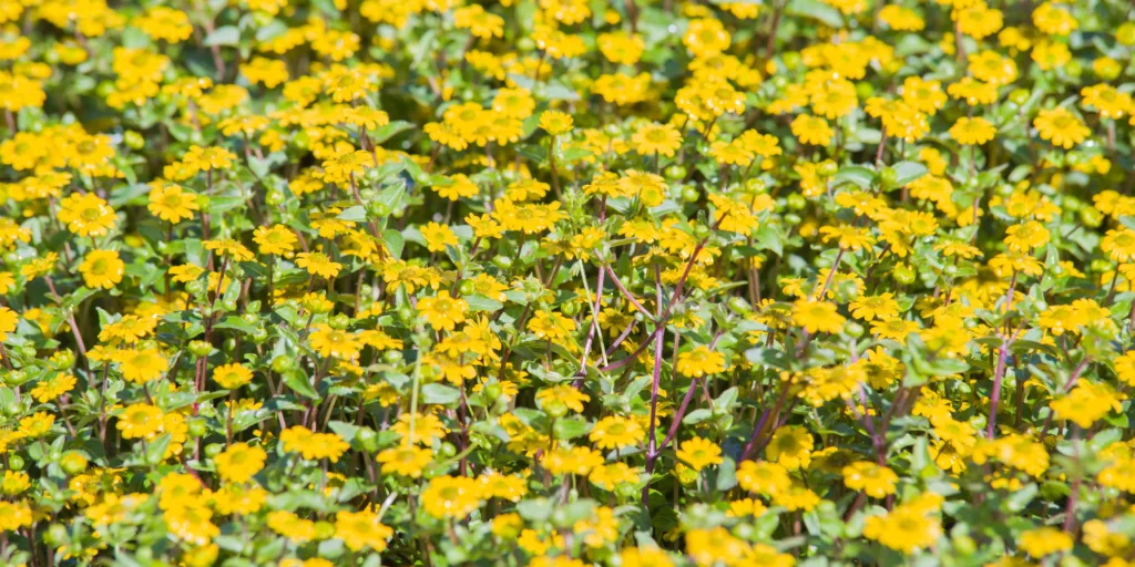 Sanvitálie-rostlinkovo