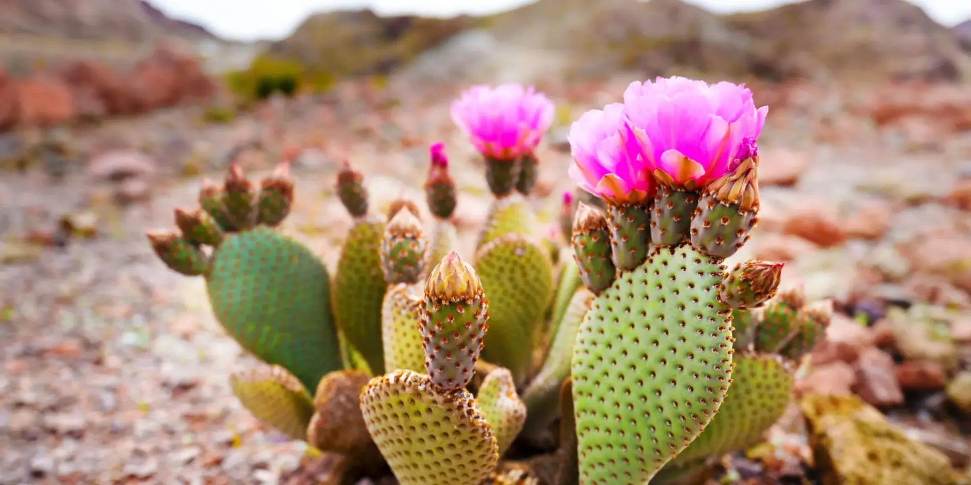 opuncie-pestovani-rostlinkovo